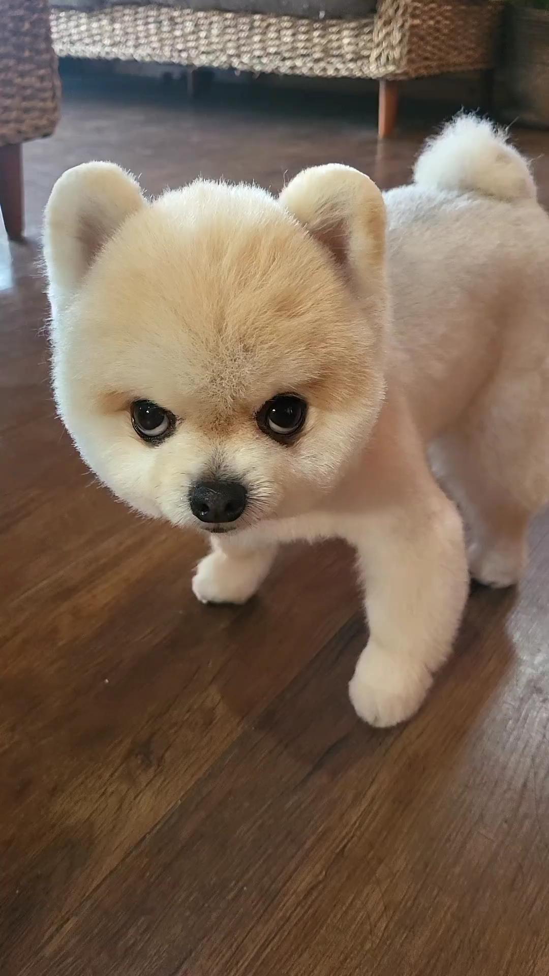 아직도 화요일이라.. 개빡침🐶🐶멍멍! 이미지