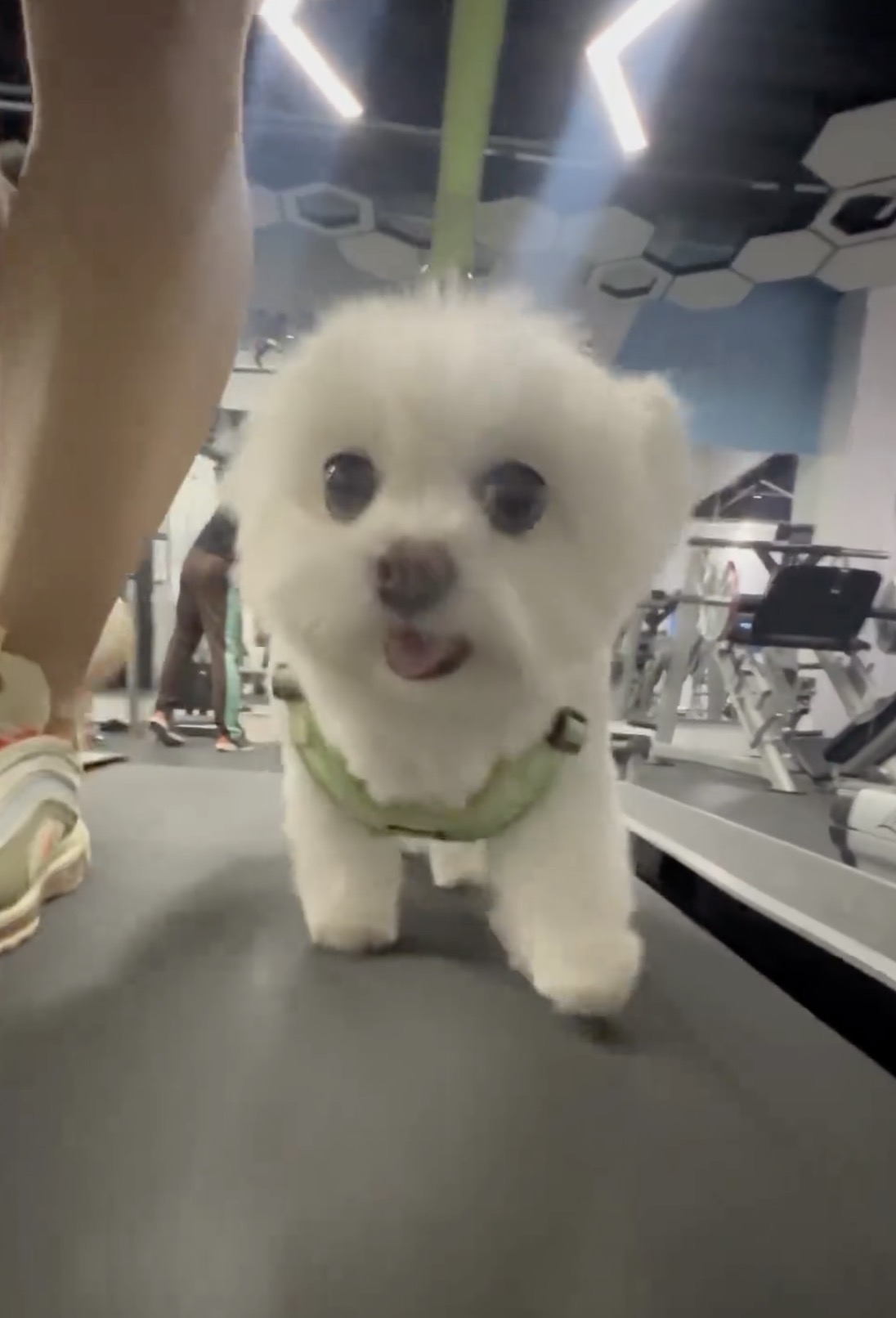 주말 전 댕댕이랑 운동해야지💪🐶 이미지