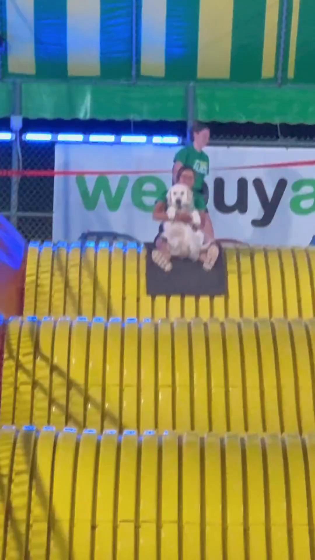 한번쯤 가보고 싶은 댕댕이와 테마파크🎢🐶 이미지