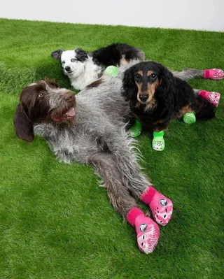 반려견 전용 펫크록스 부츠 출시🐶👢
크록스와 반려동물 라이프 스타일 브랜드 바크가 손을 잡고 반려견 전용 크록스를 출시합니다💚
편안함과 통기성을 모두 갖춘 ‘펫 크록스 부츠’는 EVA 폼 소재로 제작되었으며, 톡톡 튀는 두 가지의 형광 마블 컬러와 스트랩 뒤에 적힌 ‘Bark!’ 문구가 이 신발의 포인트인데요.
모든 크기의 반려견이 착용할 수 있도록 세 가지 사이즈로 제공될 예정이라고 하네요.
가격은 한화로 약 7만 9천 원으로 오는 23일부터 공식 홈페이지를 통해 구매 가능합니다.
댕댕이랑 똑같은 신발을 신을 수 있다니! 너무 귀엽지 않나요?🐾🐩 이미지
