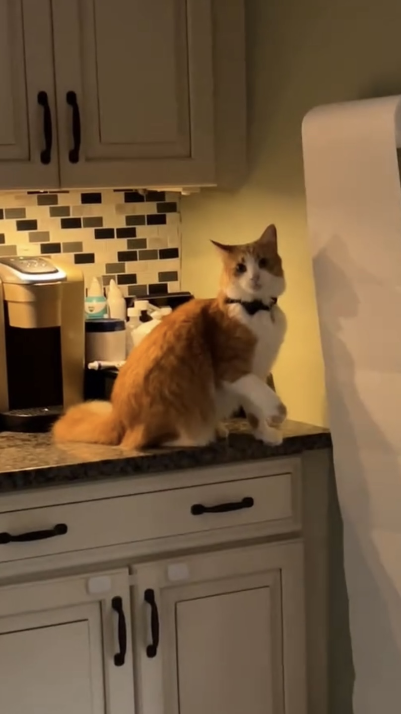 집사들 공감 영상😱생각을 알 수 없는 고양이..🐈💛 이미지