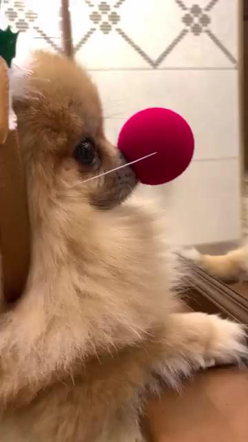 크리스마스 벌써❤️🎄@기다리는 ㅅㅏ...강아지?🐕곧이야 멍멍! 이미지