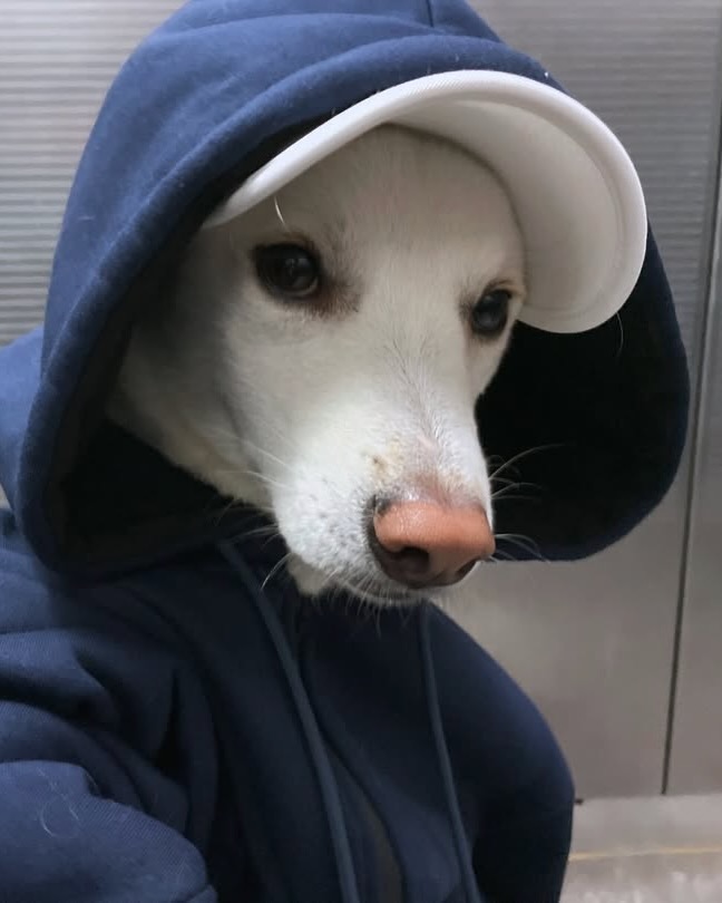 개잘생김🐶 이미지
