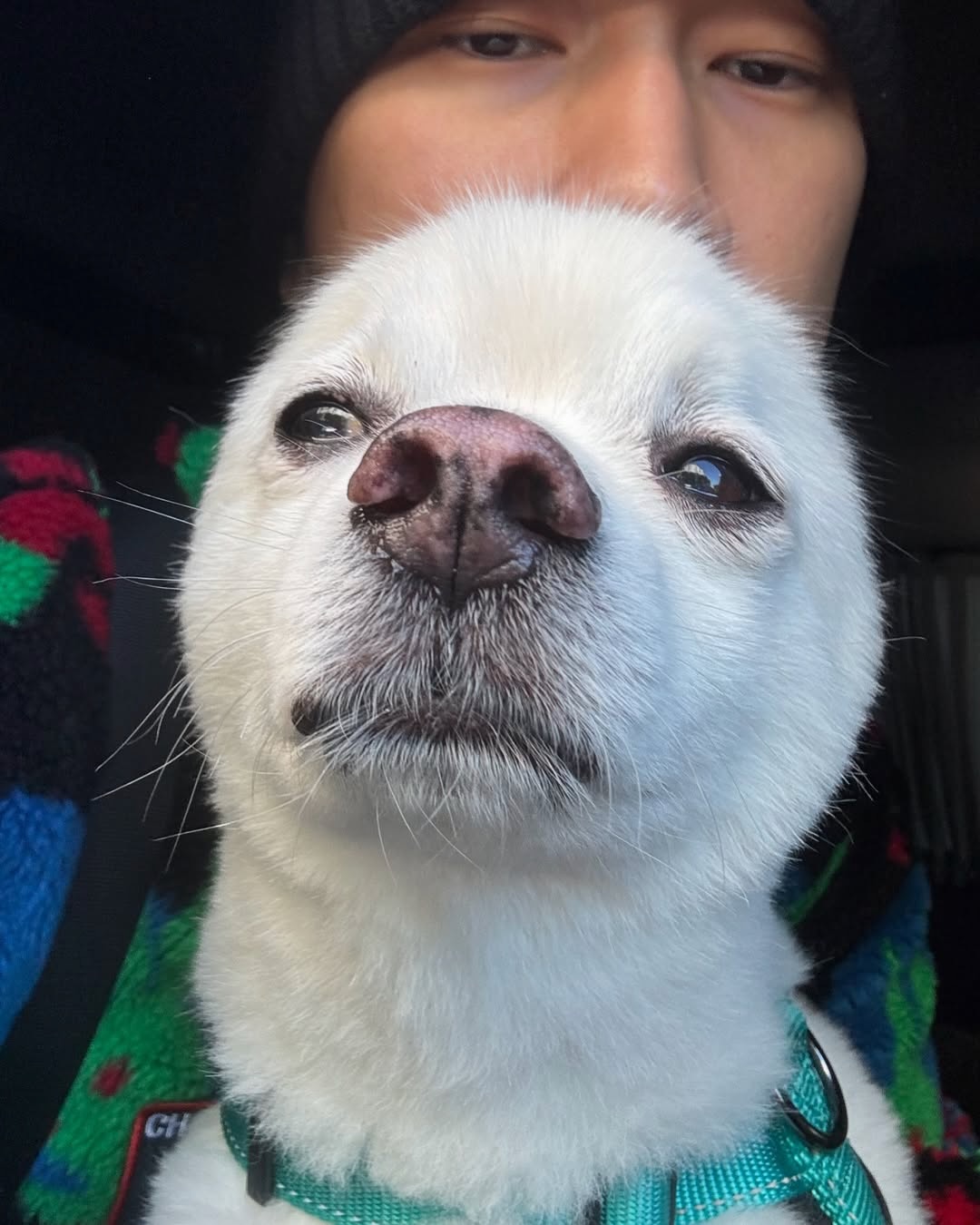 묘하'개' 닮은 사이🐶 이미지10