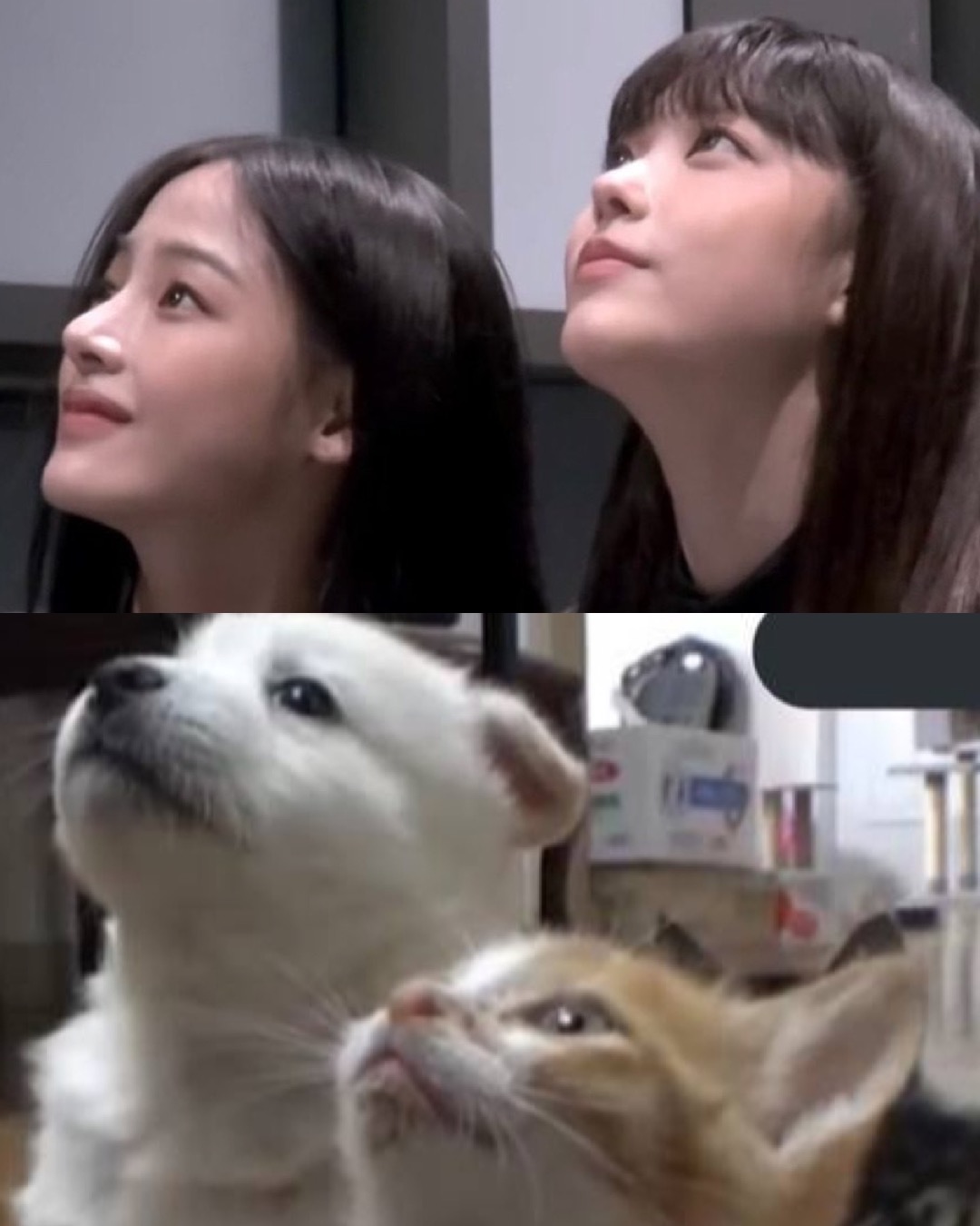 레전드 얼굴합👩‍❤️‍👩온미녀x냉미녀

그룹 내에서 서로 다른 매력을 가진 멤버들이 유독 잘 어울리는 경우가 있는데요. 그 중에서도 '레전드'로 불리는 걸그룹 멤버들의 얼굴합을 준비해봤습니다.✨

1. 에스파 카리나 x 윈터
2. 뉴진스 민지 x 해린
3. 블랙핑크 제니 x 지수
4. 아이브 장원영 x 안유진
5. 에프엑스 크리스탈 x 설리 이미지3