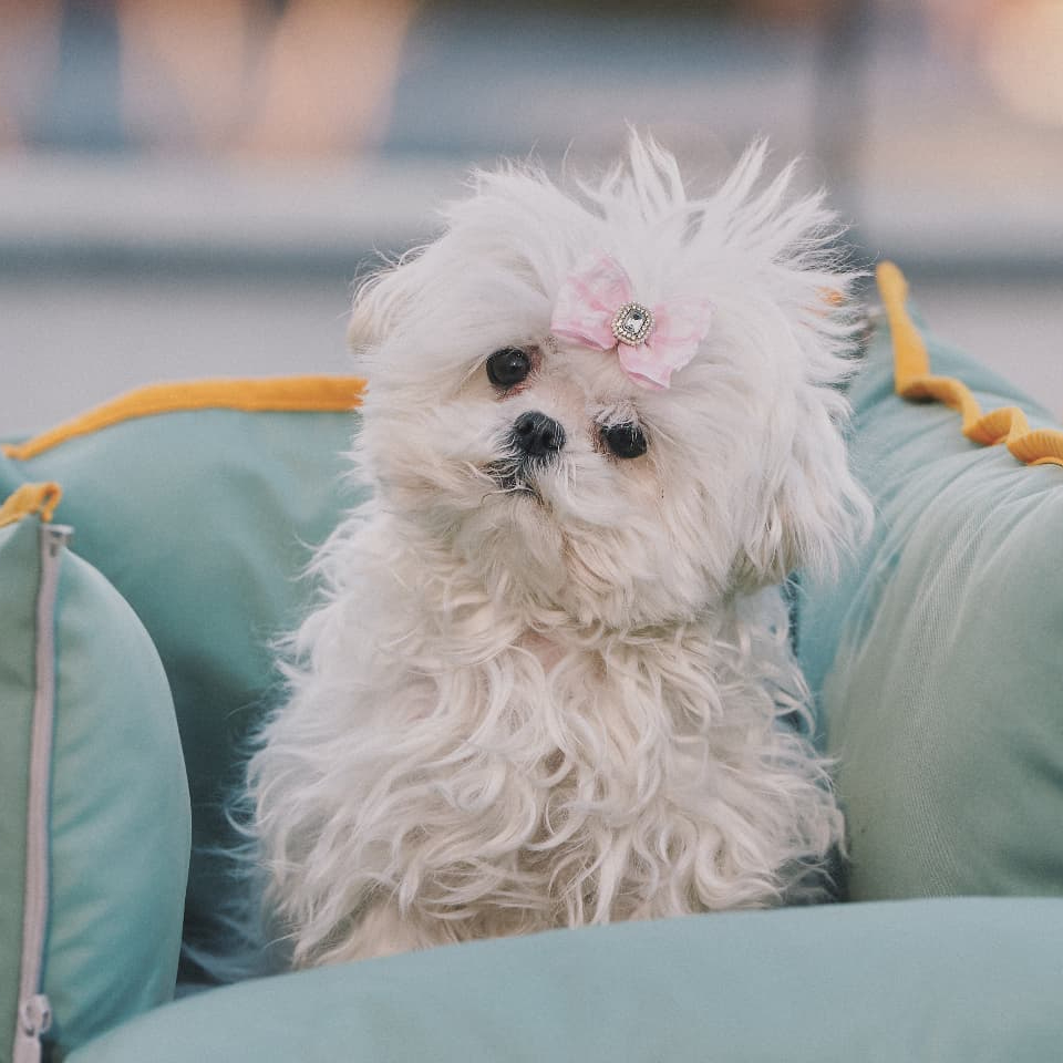 꽃분아..나와줘서 고마워🥹💖
설날을 맞아 찾아온 구성환 자기님과 소중한 가족 꽃분이의 특별한 등장💐@유퀴즈 이미지