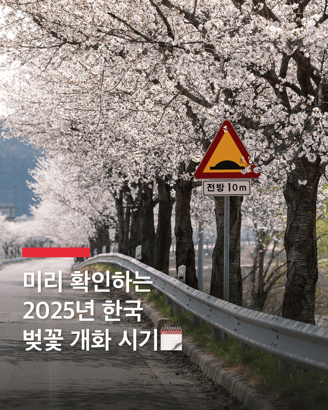 미리 체크하는 2025 벚꽃 스케줄🗓️

호텔스닷컴이 예측한 2025년 한국 벚꽃 개화시기가 공개됐습니다.

호텔스닷컴에 따르면, 올해 벚꽃은 제주에서 3월 21일경 가장 먼저 시작될 예정이며, 이후 남부 지역, 중부 지역, 그리고 마지막으로 강원 지역까지 차례로 벚꽃이 피어나면서 전국이 분홍빛으로 물들 예정입니다.

강원 지역은 4월 초까지 벚꽃이 필 것으로 예상되며, 올해는 기후 변화로 인해 예년보다 2~3일 정도 개화 시기가 앞당겨질 전망입니다.

올해도 아름다운 벚꽃이 전국을 수놓을 예정이니, 미리 개화 시기를 확인하고 벚꽃 여행 계획을 세워보는 것도 좋겠네요. 이미지