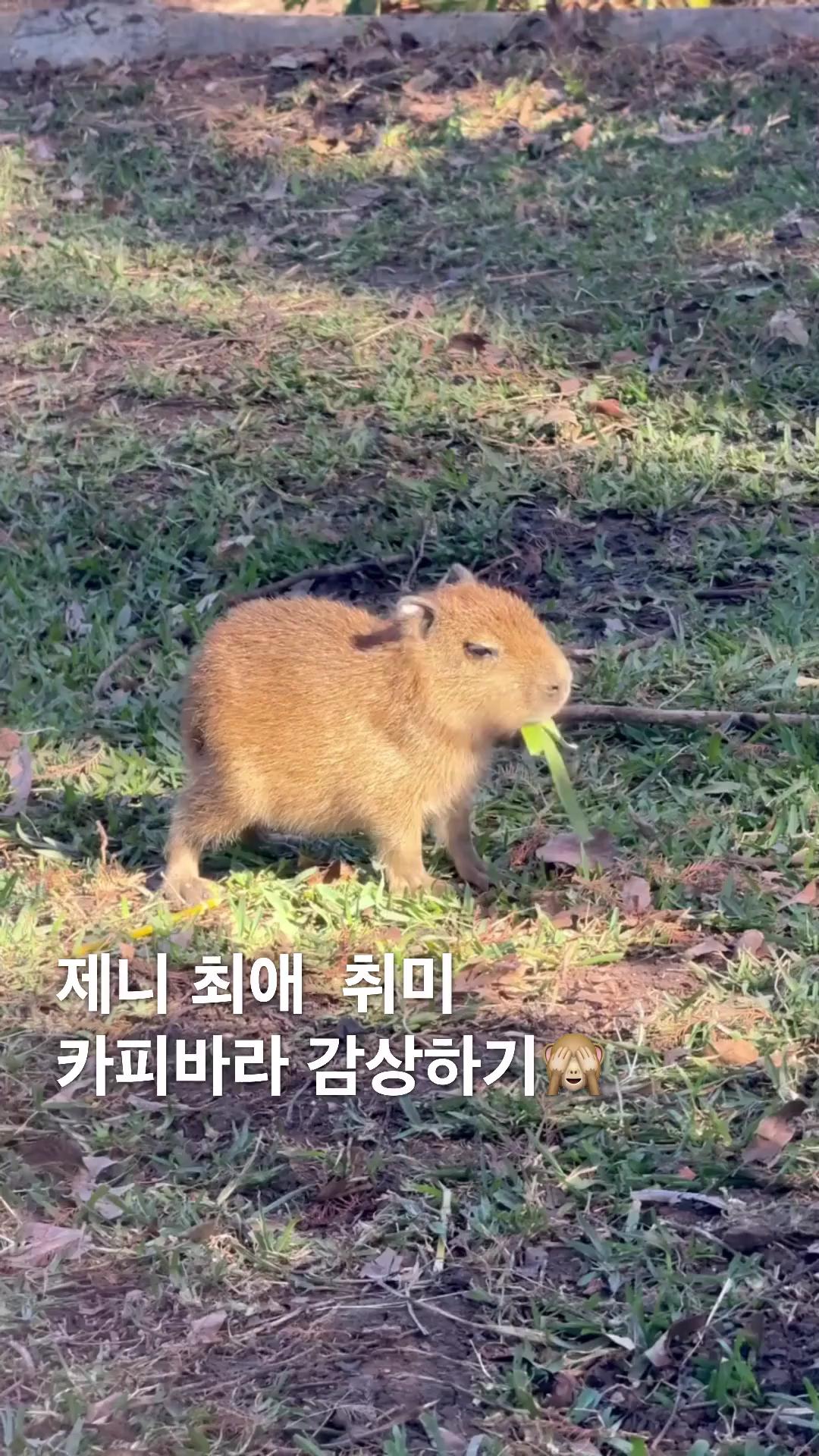 아기바라 보다보니 중독되네🫢
제니 최애 동물은 카피바라! 나도 새끼 카피바라 영상 볼래🙈 이미지