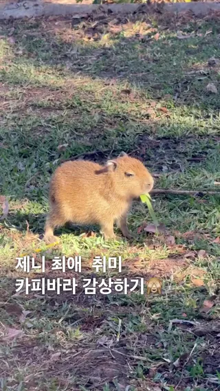 아기바라 보다보니 중독되네🫢
제니 최애 동물은 카피바라! 나도 새끼 카피바라 영상 볼래🙈 이미지