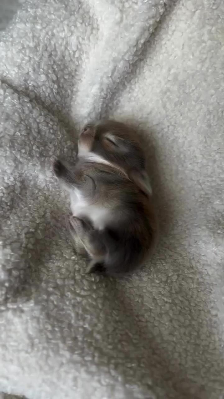 이런 생명체가 존재하다니🫢 이미지