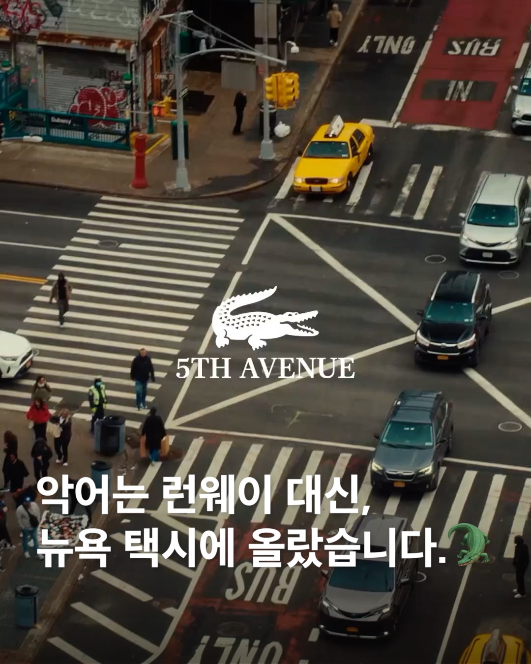 악어는 런웨이 대신, 뉴욕 택시에 올랐습니다.🐊 이미지