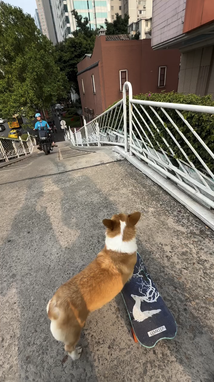 나보다 잘 타네...🐕🛹 이미지