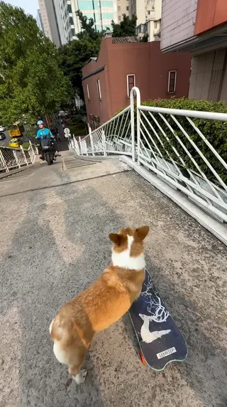 나보다 잘 타네...🐕🛹 이미지