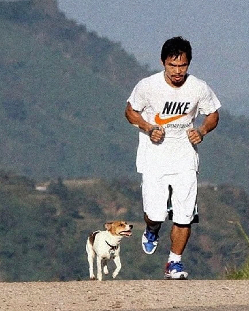파퀴아오 형님 러닝 파트너 ’팩맨‘🥊
러닝할 때 언제나 함께였던 둘, 러닝 메이트 참고해요!🐶

매니 파퀴아오가 매일 새벽 훈련에 데리고 나간 이는 트레이너도, 팀원도 아닌 반려견 ‘팩맨’이었습니다. 작지만 누구보다 지구력 강한 잭 러셀 테리어는 험난한 언덕 코스부터 풀 러닝 루틴까지 모두 소화하며 챔피언의 숨결을 함께 했습니다. 사람보다 먼저 뛰며 동기를 주고, 지칠 때면 옆을 지키던 이 강아지는 단순한 애완견이 아닌, 파퀴아오 훈련의 상징이었습니다.

2020년 사고로 세상을 떠났지만, 여전히 많은 팬들 사이에서 ‘진정한 러닝 메이트’로 회자되고 있습니다. 이미지