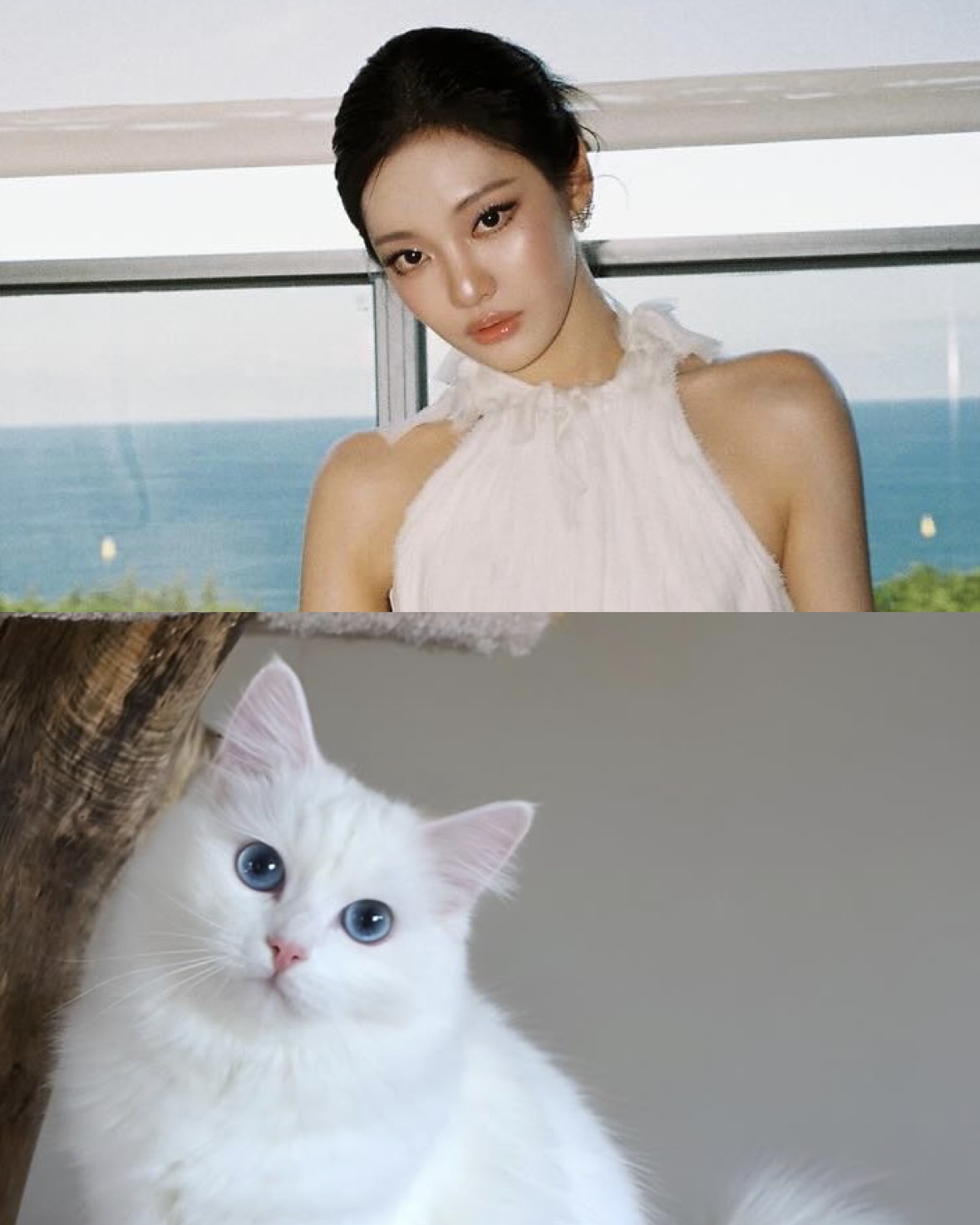 어떻게 사람이 페르시안 고양이❓ 이미지