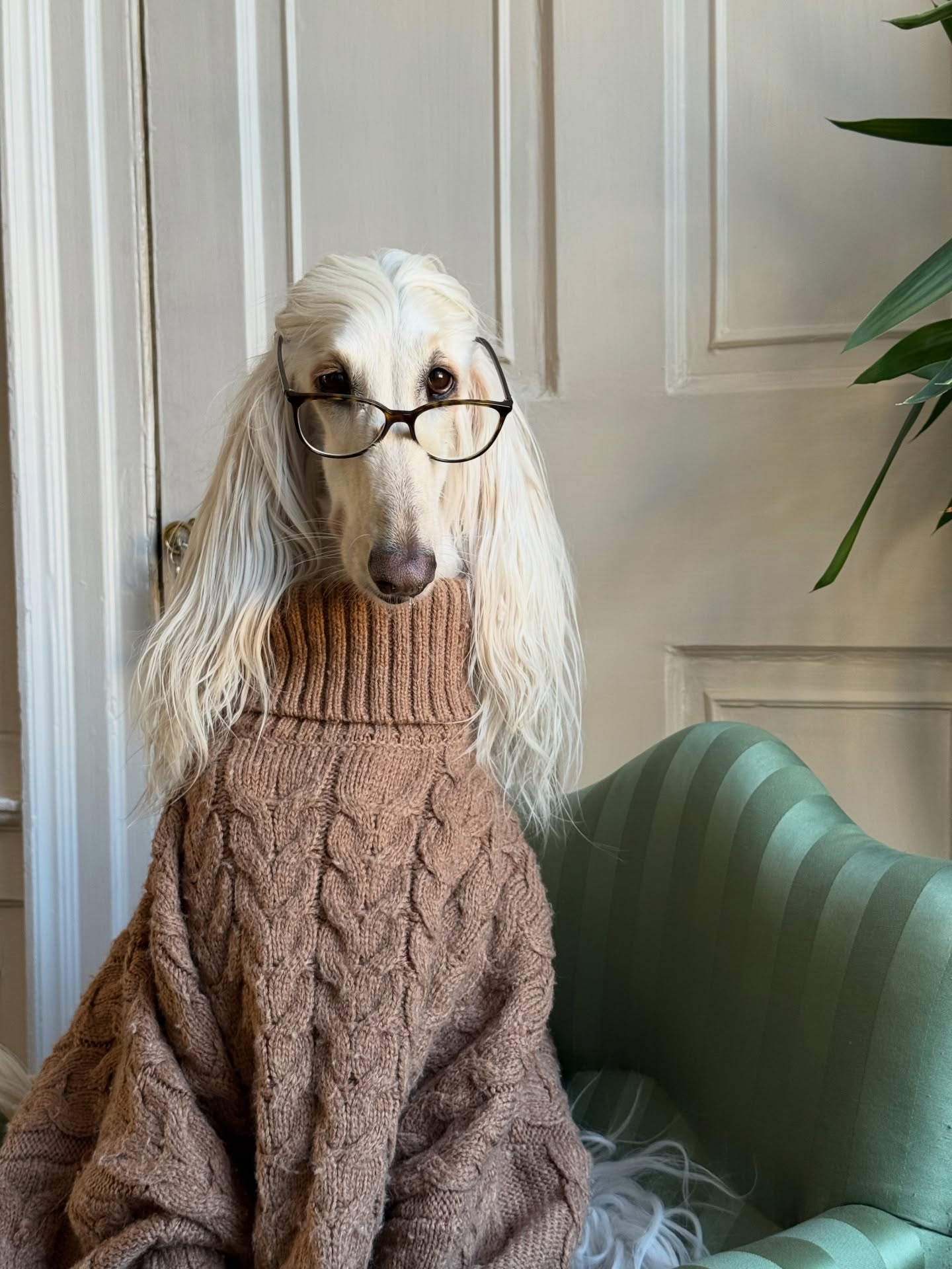 너 혹시 '그' 강아지 봤어?🐾 현 시점 가장 바쁜 강아지, 명품백 대신 털결로 완성한 견생샷📸  요즘 해외에서 가장 핫한 이름, 바로 ‘사만다(Samantha)’입니다. 긴 실크처럼 흐르는 털, 완벽히 계산된 각도의 턱선, 그리고 '나는 이미 스타야'라는 표정. 이 모든 것이 사만다를 완성시킵니다.  베르사체풍 패턴 가운, 클래식 수트, 트렌치코트까지 모든 스타일이 그녀의 ‘견생철학’과 맞닿아 있습니다.  이미지