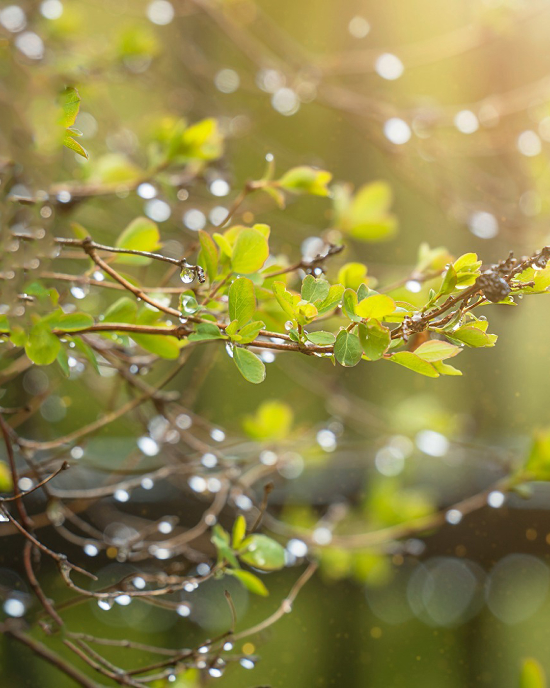 4일 전국 봄비, 비 내리고 강풍 예상🌂⁠ 미세먼지 농도는 '뚝'⁠  주말인 오늘은 서울을 비롯한 전국 대부분 지역에 봄비가 내릴 전망입니다. 아침 최저기온은 8∼14도, 낮 최고기온은 14∼21도로 평년과 비슷한 수준이나 낮과 밤의 기온차가 크게 벌어져 바람막이, 가디건 등 가볍게 입고 벗을 수 있는 외투를 준비하는 것이 좋겠습니다. 한편 제주도와 남해안을 중심으로 강한 비와 강풍이 예상된다고 하니 안전사고에 유의하시길 바랍니다. 이 비는 4일 낮 대부분 그치겠지만 5일 밤부터 6일 오전 사이 중부지방을 중심으로 다시 비가 올 가능성이 있다고 합니다.⁠  이미지