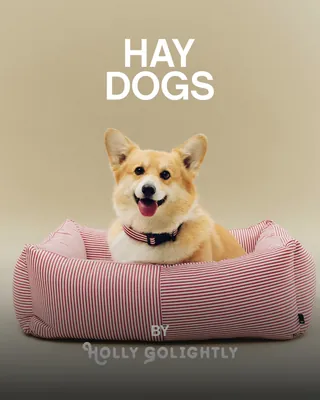 우리 강아지도 감성 챙기자🐾
헤이 디자인에서 도그 컬렉션까지?🤍🐕
헤이 (HAY) 디자인이 반려동물을 위한 'Dogs Collection' 제품을 출시했습니다. 해당 라인업은 Holly Golightly와의 협업으로 탄생했으며, 리드줄을 비롯해 쿠션, 건식 사료 틴 케이스, 스카프, 사료 그릇, 로프 토이, 트래블 블랭킷 등 총 8가지 제품으로 구성됩니다.
HAY 디자인만의 섬세한 감성이 더해져, 반려견과의 일상에 행복을 불어넣어주는 이번 컬렉션은 HAY 공식 홈페이지에서 만나보실 수 있습니다.
이미지