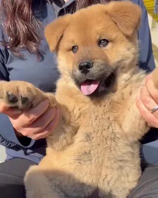 입양 홍보도 쉽지 않다💦
가족 찾으려면 이 정도는 해야지🦴🐕
요즘 보호센터의 입양 홍보 방식도 점점 다양해지고 있습니다. 유행하는 챌린지의 콘텐츠를 올리며 눈길을 끌고 있는데요. 귀여운 강아지들의 매력은 물론, 함께 찍는 선생님들의 열정까지 느껴지고 있습니다.
새로운 가족을 기다리는 강아지들이 궁금했다면, 천안시동물보호센터의 게시물도 함께 확인해보세요. 이미지
