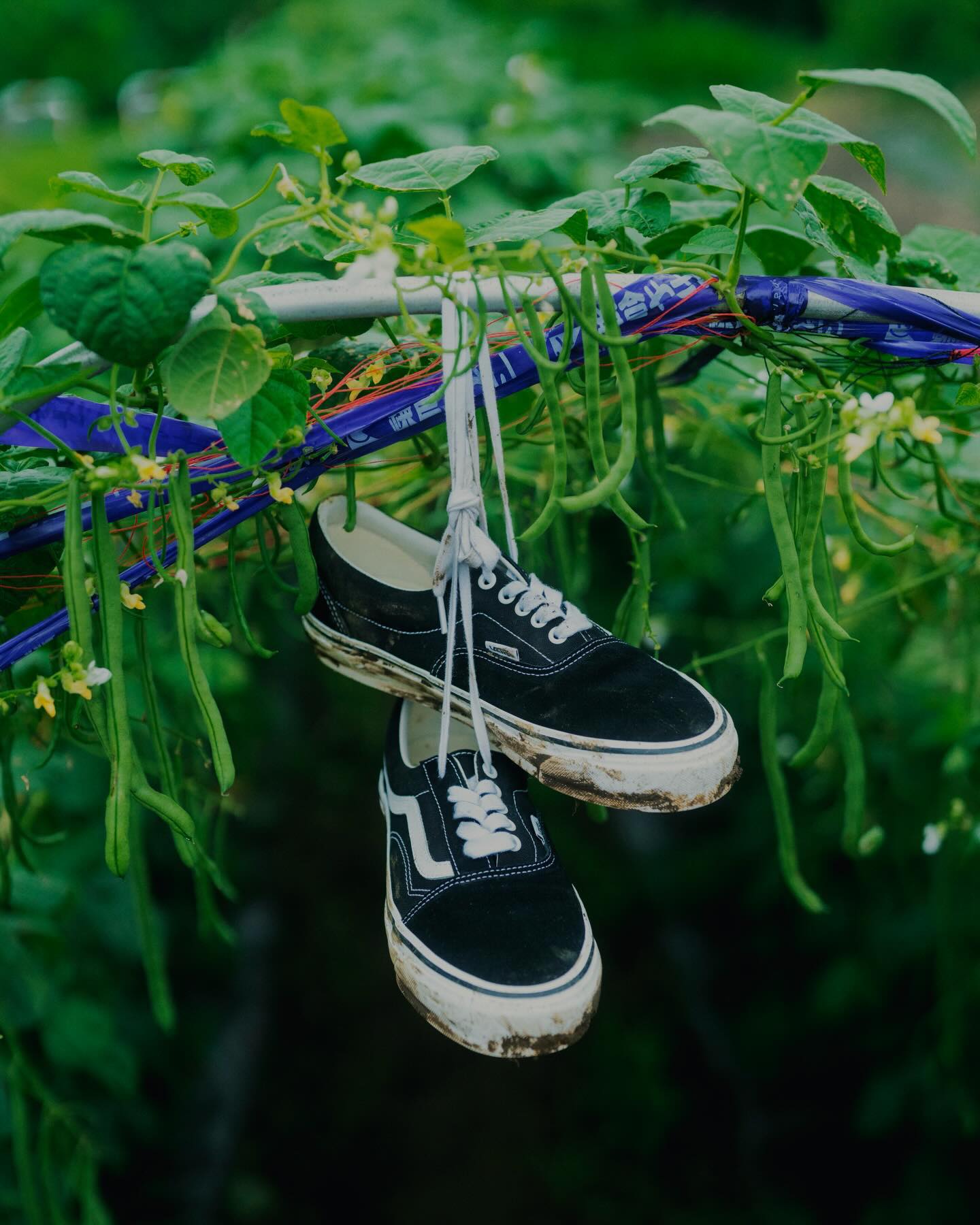 7월 2일, 빔스 하라주쿠 출시🤝
반스(Vans) × 빔스(BEAMS) ‘Skool Era’, 출시합니다.
올드 스쿨(Old Skool)과 에라(Era). 반스를 대표하는 두 실루엣을 한 켤레 안에 섞었습니다. 외측엔 에라 특유의 피스 태그 디자인과 미니멀한 라인을 살리고, 내측엔 올드 스쿨의 시그니처 사이드 스트라이프를 적용했습니다. 같은 신발이 좌우에서 다르게 읽히는 구조예요.
아웃솔엔 비브람(Vibram) 솔이 들어갔습니다. 반스 클래식 실루엣에 비브람 그립을 얹은 조합으로 익숙한 형태에 조용히 다른 무게감이 생겼어요. 7월 2일(목) 빔스 하라주쿠 선행, 7월 3일(금) 빔스 전 매장 및 공식 온라인샵 일반 발매. 일본 한정입니다. 이미지6