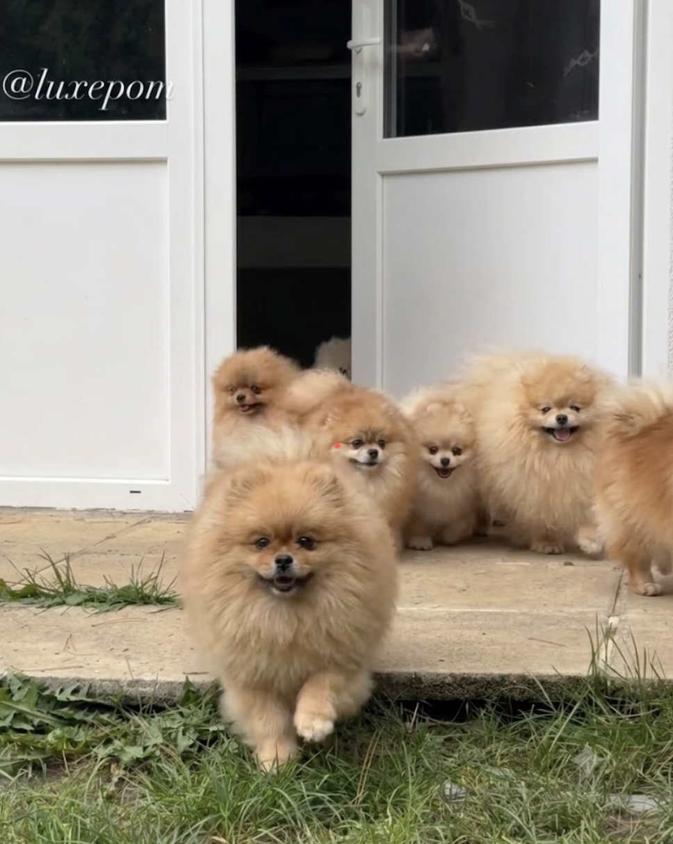 반려동물