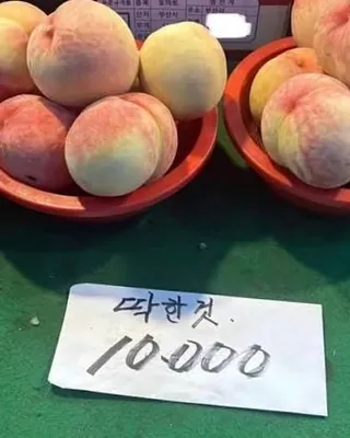 물복 vs 딱복? 여름 복숭아 가이드 🍑
여름 내내 우리들의 '사료'가 되어줄 복숭아, 단순히 맛있어서 먹는 줄 알았더니 종류마다 매력이 천차만별이라고요?
언제, 어떤 품종을 먹어야 가장 맛있는지 정리해 드립니다!
여러분은 어떤 복숭아가 가장 좋으신가요? 댓글로 알려주세요!💬
💡 알아두면 쓸모 있는 복숭아 꿀팁
효능: 피로 해소와 피부 미용, 불면증 및 불안감, 장 건강(변비 예방)에 최고 🏃♀️
주의: 털 알레르기 조심! 특히 장어 먹고 후식으로 먹으면 설사 유발하니 절대 금지 ❌
보관: 냉장 보관하면 단맛이 사라져요! 서늘한 실온에 보관하다가, 먹기 1~2시간 전에만 냉장고에 넣어 시원하게🧊 이미지