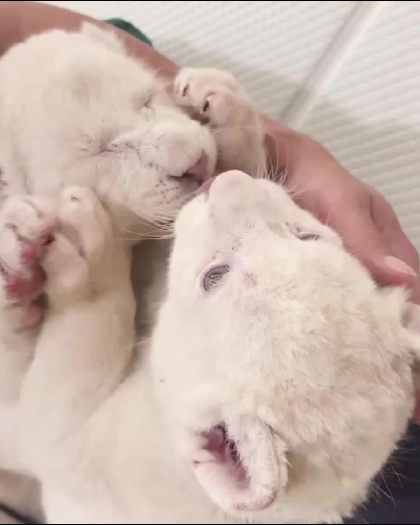 푸바오, 늑구 그 다음은..?🦁
대구 동물원 '루카&루나' 남매가 있다!
대구 네이처파크에 살고 있는 생후 10개월 백사자 남매인 오빠 루카와 동생 루나는 지난해 8월 18일 태어났습니다.
이 사자 남매는 동그란 눈동자 위로 검은 속눈썹이 뻗어 있어 마치 마스카라를 칠한 것처럼 보여 유명해졌는데요. 꼬물이 시절부터 현재까지의 매일매일 귀엽고 사랑스러운 성장일기, 지금 만나보세요! 이미지