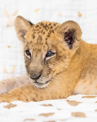 아기사자 '라온' 첫 출근합니다🦁
8년 만에 에버랜드에서 태어난 아기 사자 '라온'이 어제부터 관람객과 첫 인사를 나눴습니다. 라온은 6월 5일 태어난 수컷 사자인데요. 주키퍼들의 인공포육으로 자라 현재 몸무게 5.5kg으로 건강하게 성장했다고 합니다. 특히 이름은 삼성라이온즈 양창섭 선수가 직접 지어줘 화제가 됐습니다. 포효하는 맹수 라온이의 귀여운 모습을 지금 만나보세요!
이미지
