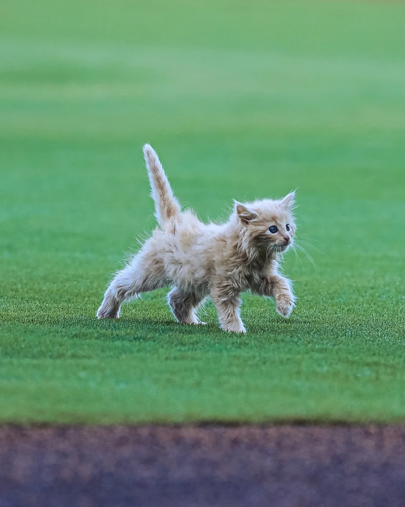 시구하러 온 아기고양이 🐈
미국 마이너리그 구단 귀넷 스트라이퍼스에 특별한 시구자가 등장했습니다. 🩷
지난 9월 15일, 고양이와 함께 야구를 관람할 수 있는 ‘Purr in the Park’ 행사에서 구단의 고양이 ChipPurr Jones가 첫 시구에 나섰어요.
ChipPurr Jones는 구단 직원에게 구조된 아기 고양이로, 귀넷 스트라이퍼스가 입양한 뒤 팬들의 공모를 통해 이름을 얻었습니다. 애틀랜타 브레이브스의 전설적인 선수 ‘Chipper Jones’와 ‘Purr’를 합친 이름이죠.
이날 열린 ‘Purr in the Park’는 고양이와 함께 야구를 관람할 수 있는 행사로, 보호자와 반려묘가 함께 경기를 즐기고 고양이 용품 기부에도 참여할 수 있었습니다. 이미지1