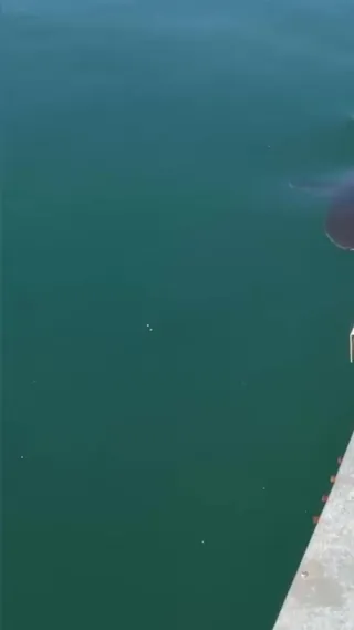 흑상어 '부캉이' 오늘도 건강해요🦈 지난달 18일 북항 친수공원 인공 수로에 들어온 상어 ‘부캉이’. 2번에 걸친 외해 유도에도 떠나지 않았는데요. 23일째 장기 체류 중입니다. 한편 '부캉이'를 보러온 누적 방문객만 120만 명을 넘겼고 부캉이의 위치를 실시간으로 공유하는 시민 참여형 웹서비스 '부캉이 지금 있나'(bukangi.com)까지 등장했습니다. 이미지
