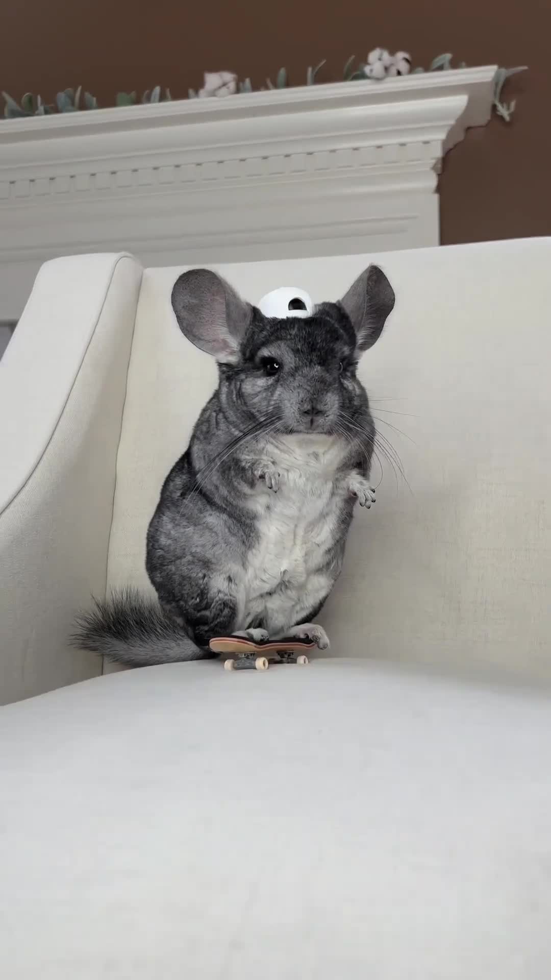힙하다 힙해🛹친칠라 보더🐹🧢⁠ 이미지