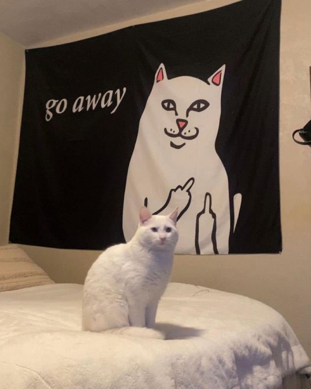 킹받는 고양이 로고 립앤딥😼🔥 이미지