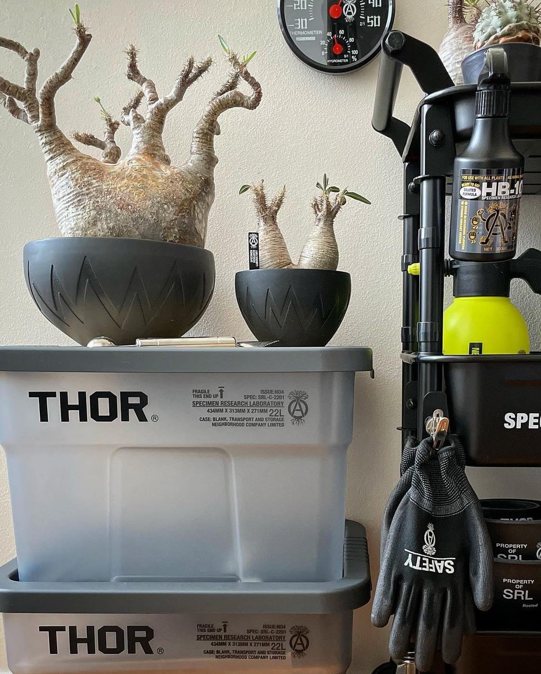 남자의 식물 사랑🌵 이미지6