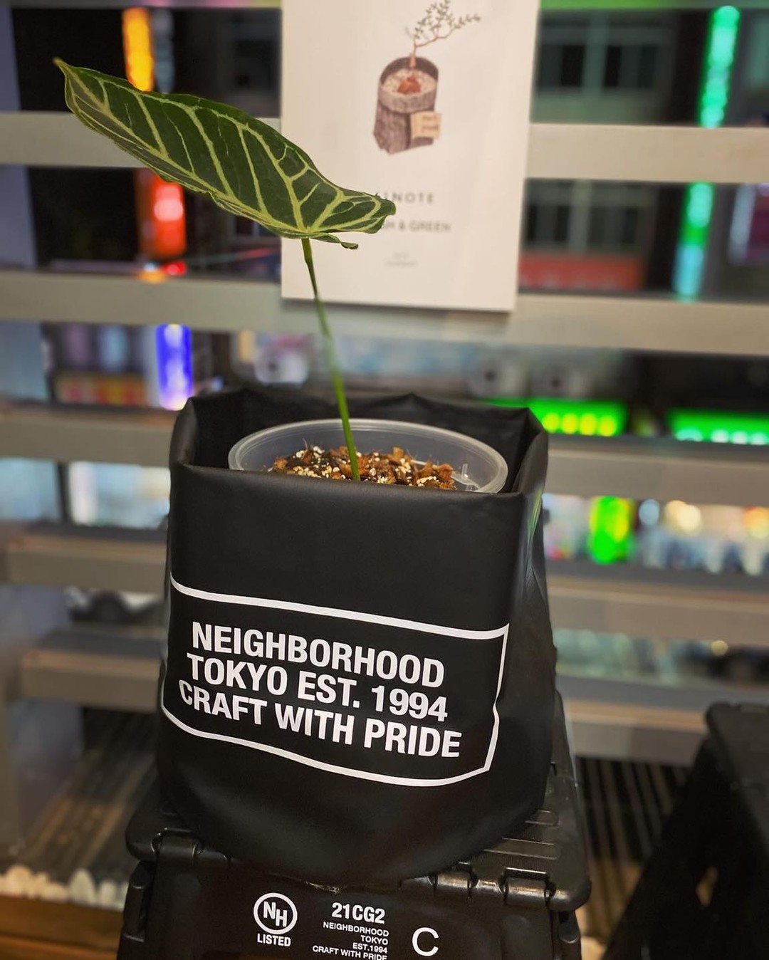 남자의 식물 사랑🌵 이미지4