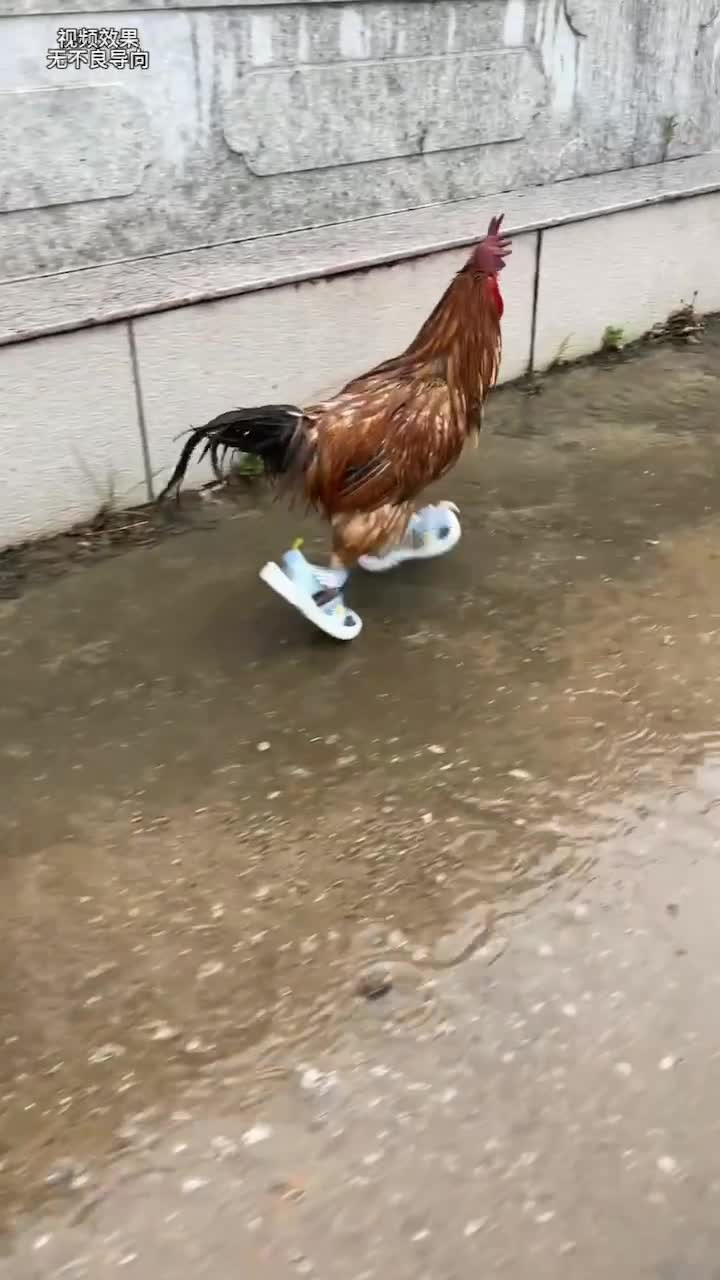 치킨-런🐔🐓​ 이미지