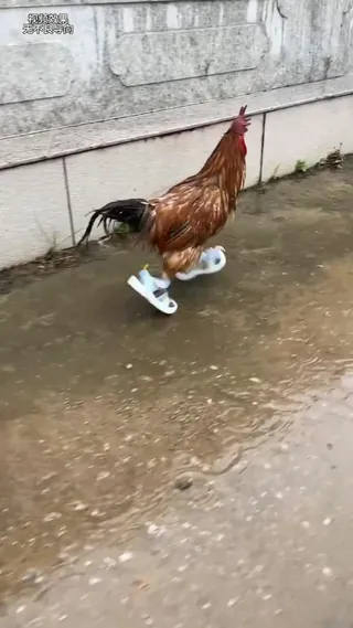 치킨-런🐔🐓 이미지