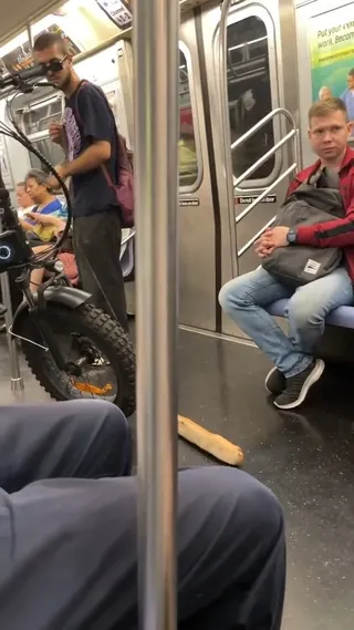 후드식 애완동물🐍🥖뉴욕은 이게 일상이야 이미지