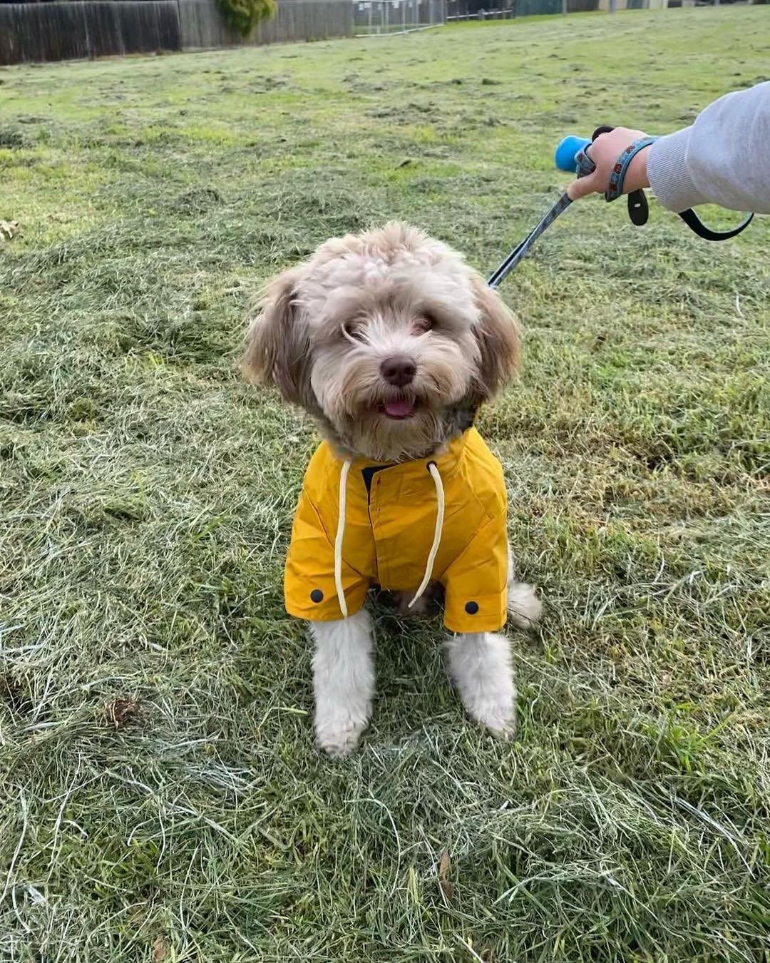 댕댕쓰도 장마잇템 챙겨야지🐶 이미지