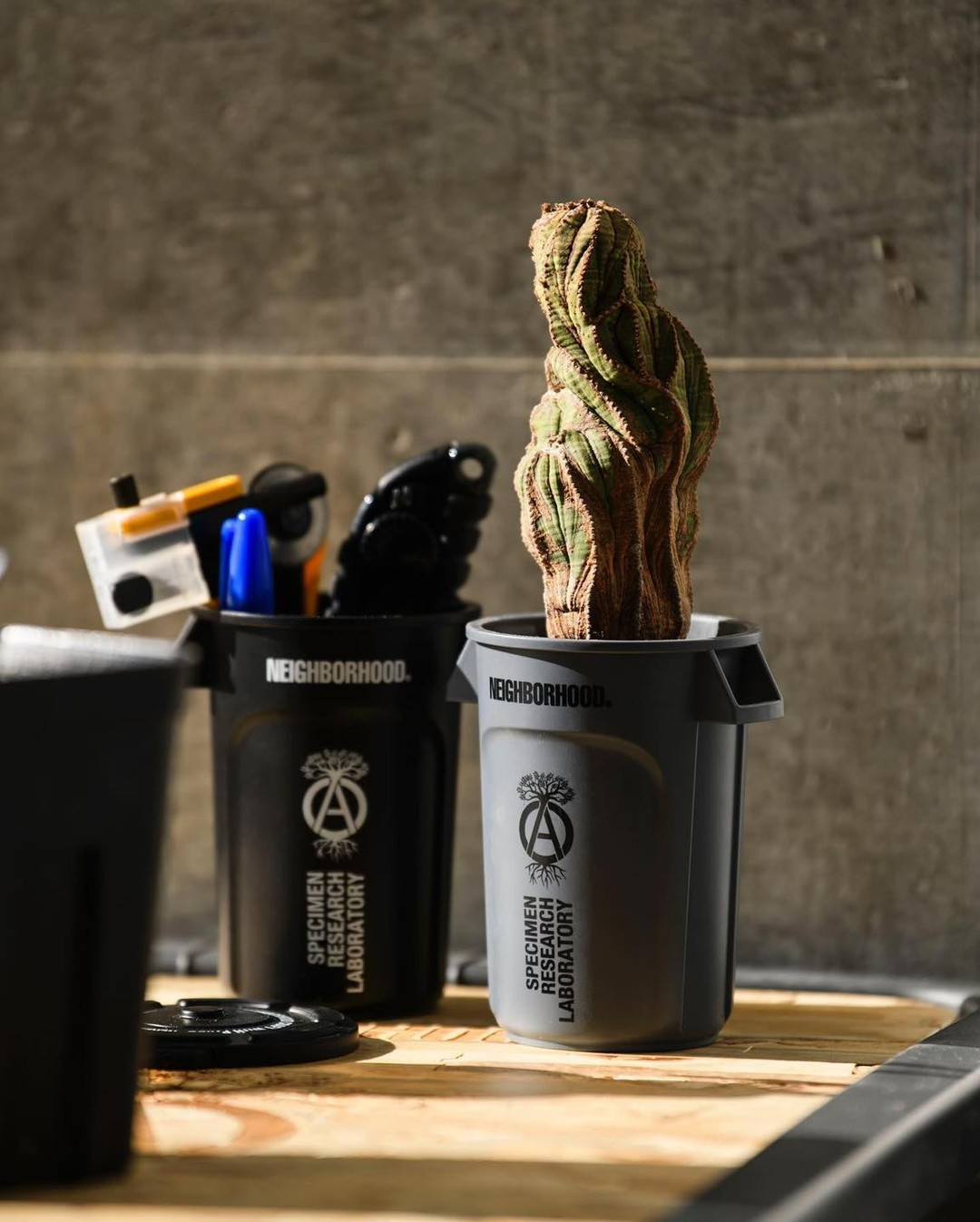 남자의 식물 사랑🌵 이미지5