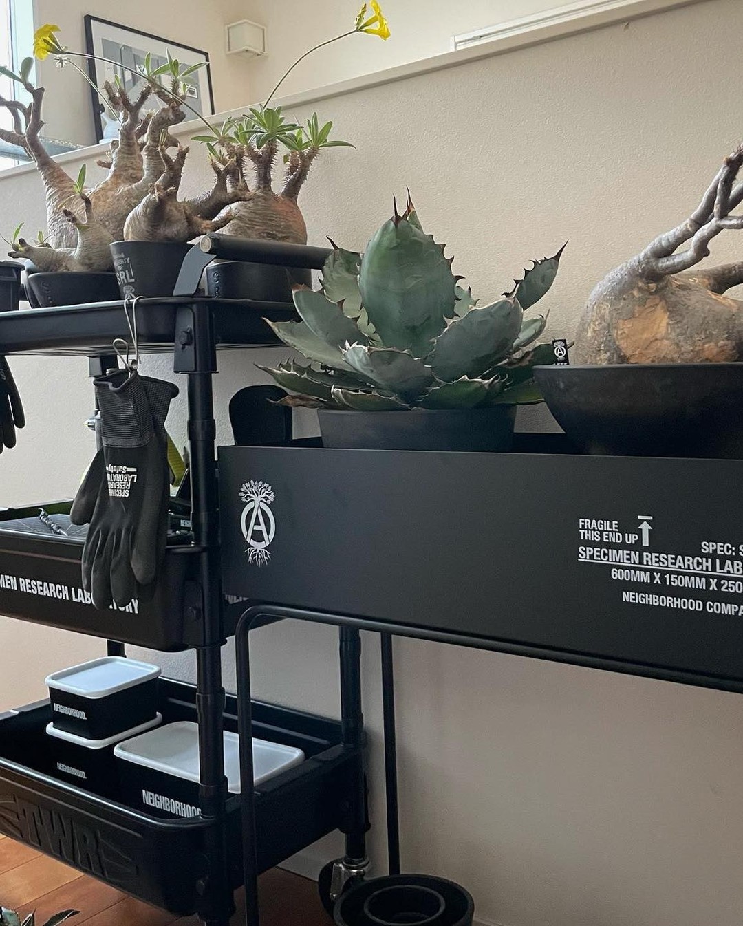 남자의 식물 사랑🌵 이미지2