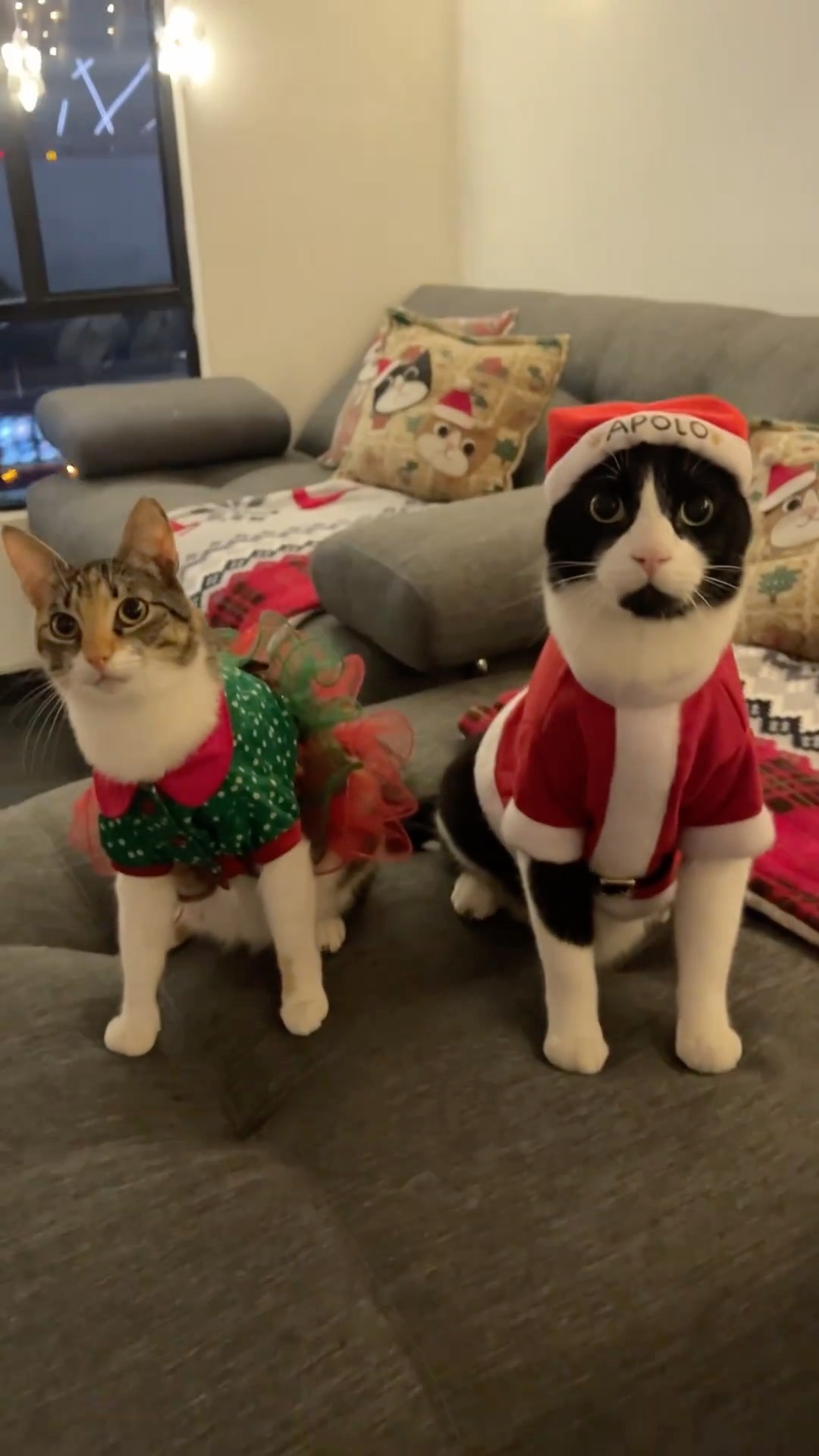 메리 캣-리스마스🎄🎁 이미지