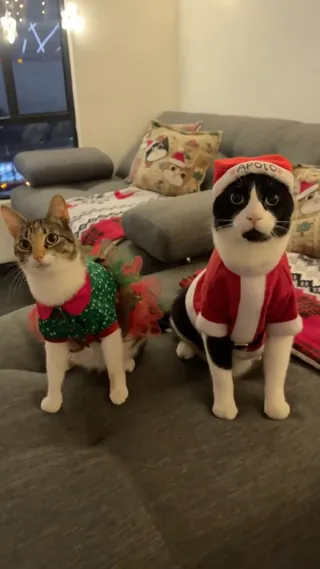 메리 캣-리스마스🎄🎁 이미지