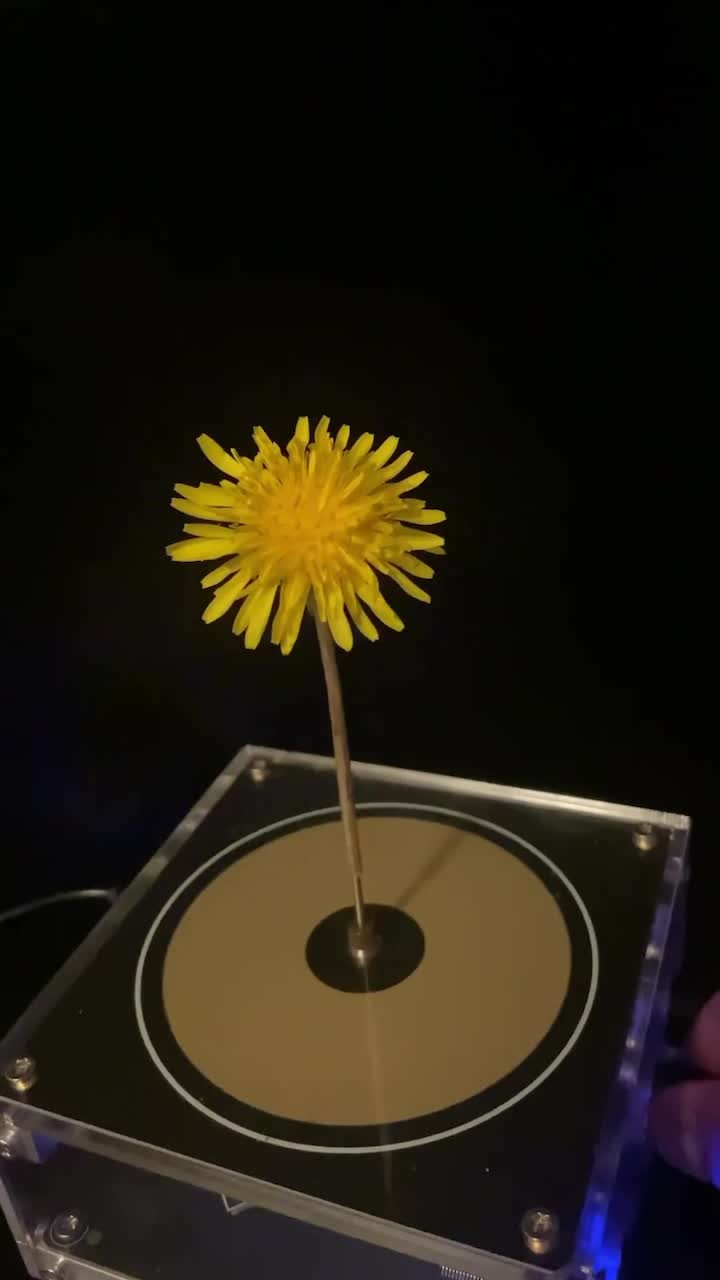 꽃잎이 악기가 되는 마법🌻⚡️​ 이미지