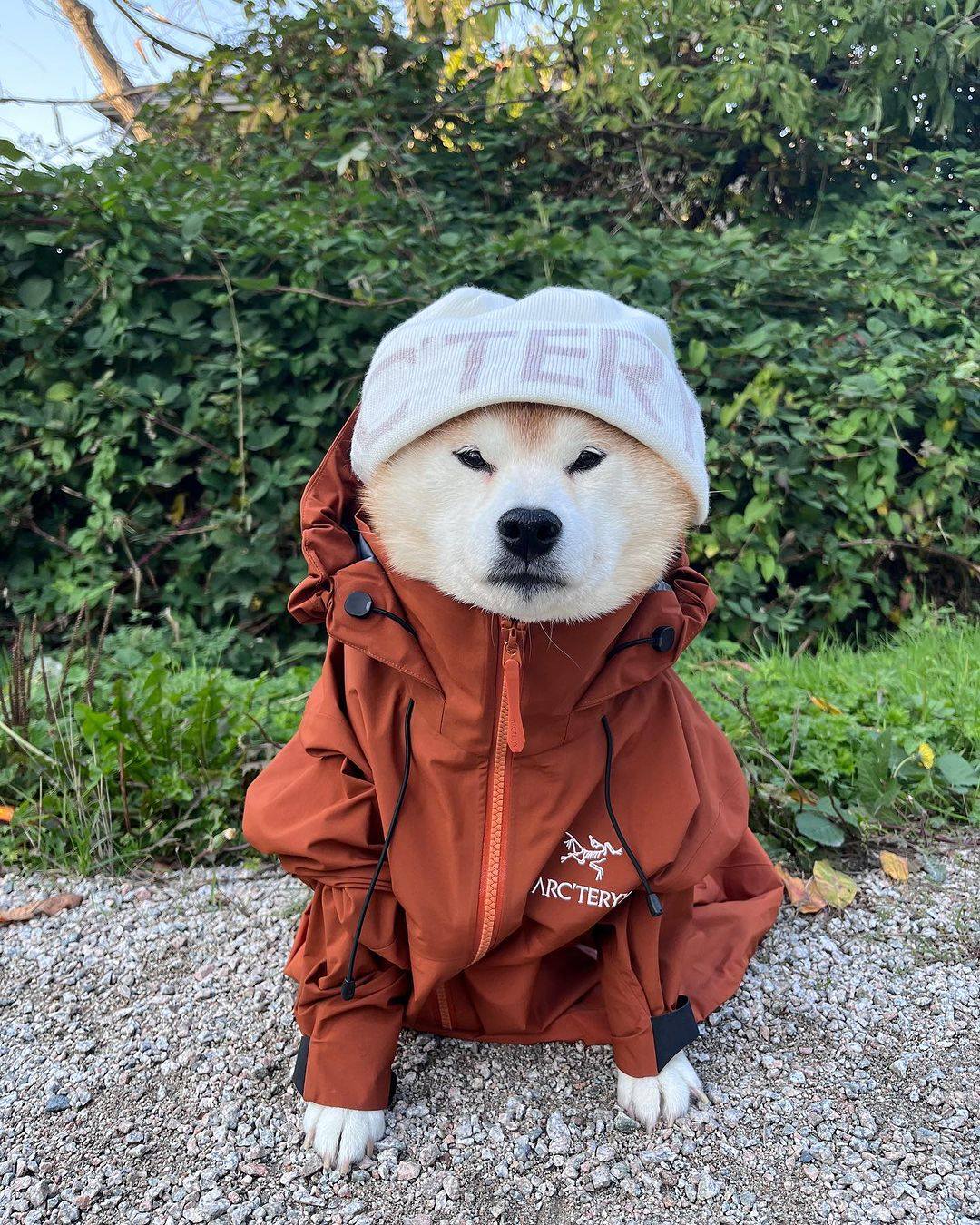 멈머도 함께하는 아크테릭스🦅🐶 이미지