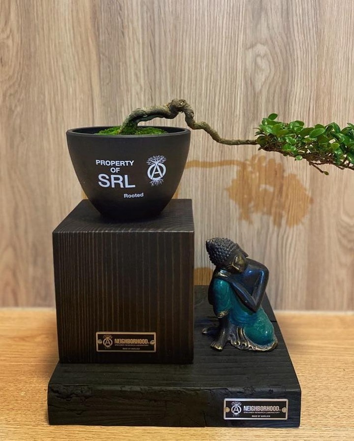 남자의 식물 사랑🌵 이미지7