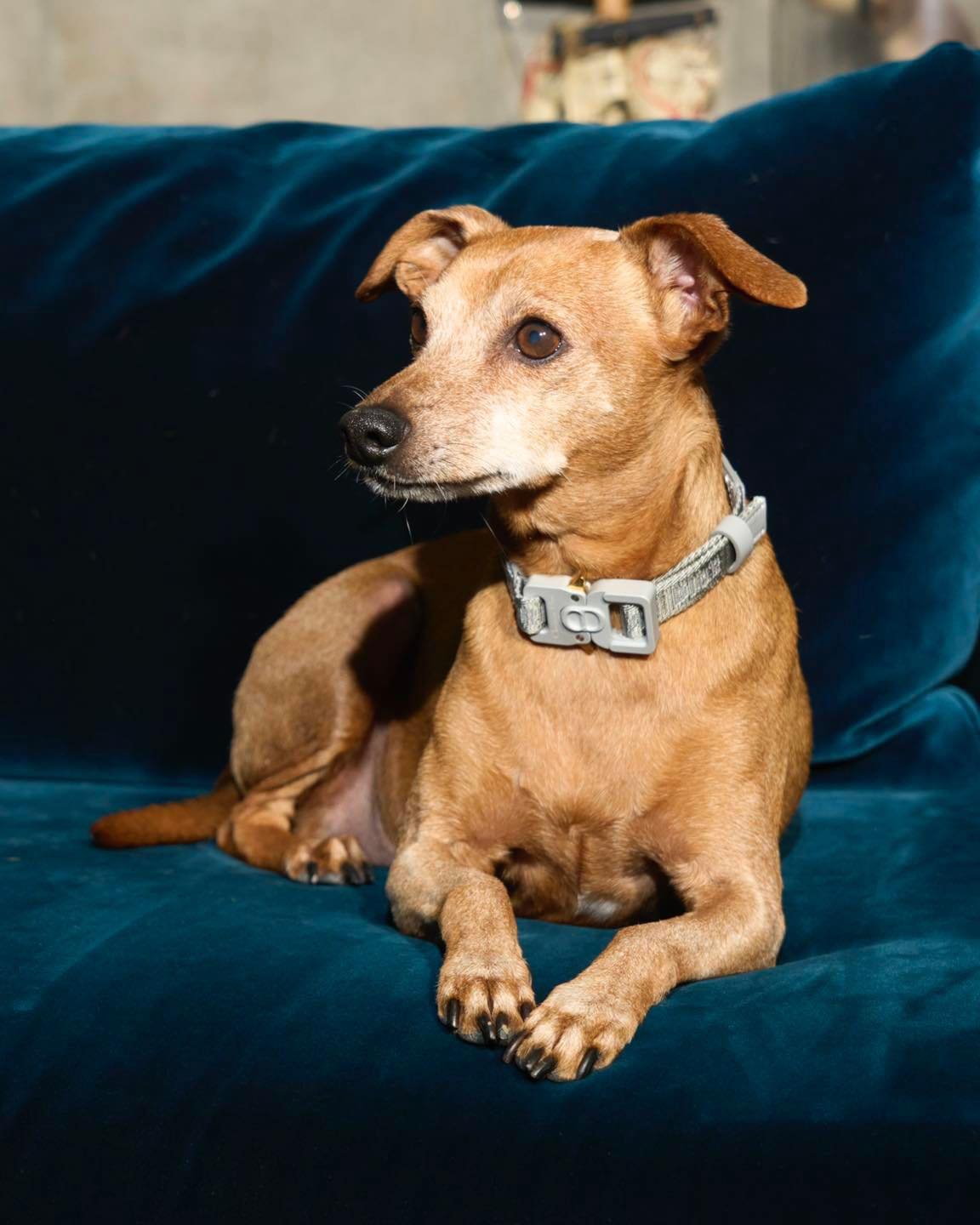 상팔자 반려견들의 디올 데일리🐶 이미지