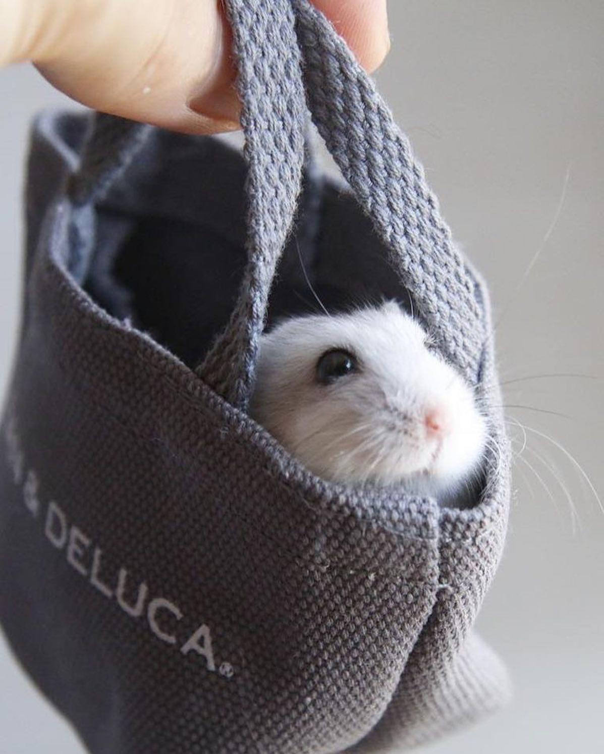 치명적인 햄찌 미니백 🐹👛 이미지"