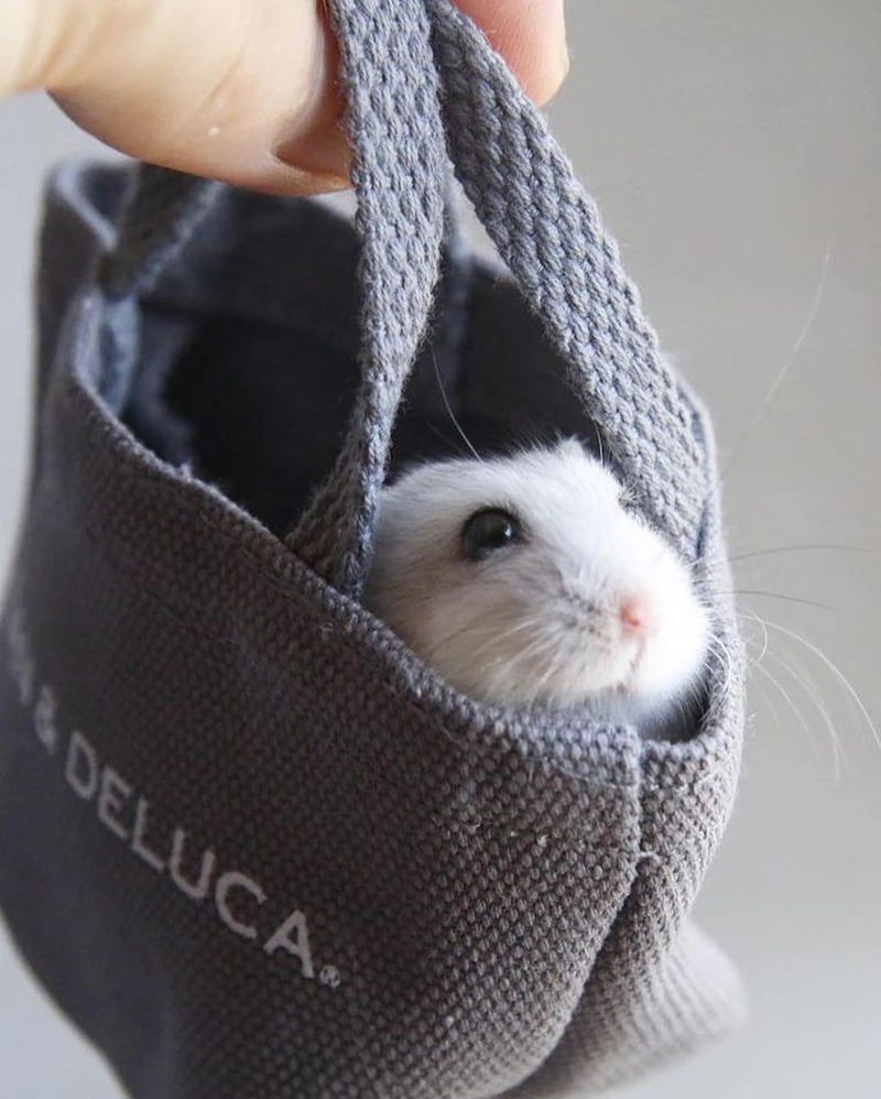 치명적인 햄찌 미니백 🐹👛 이미지1