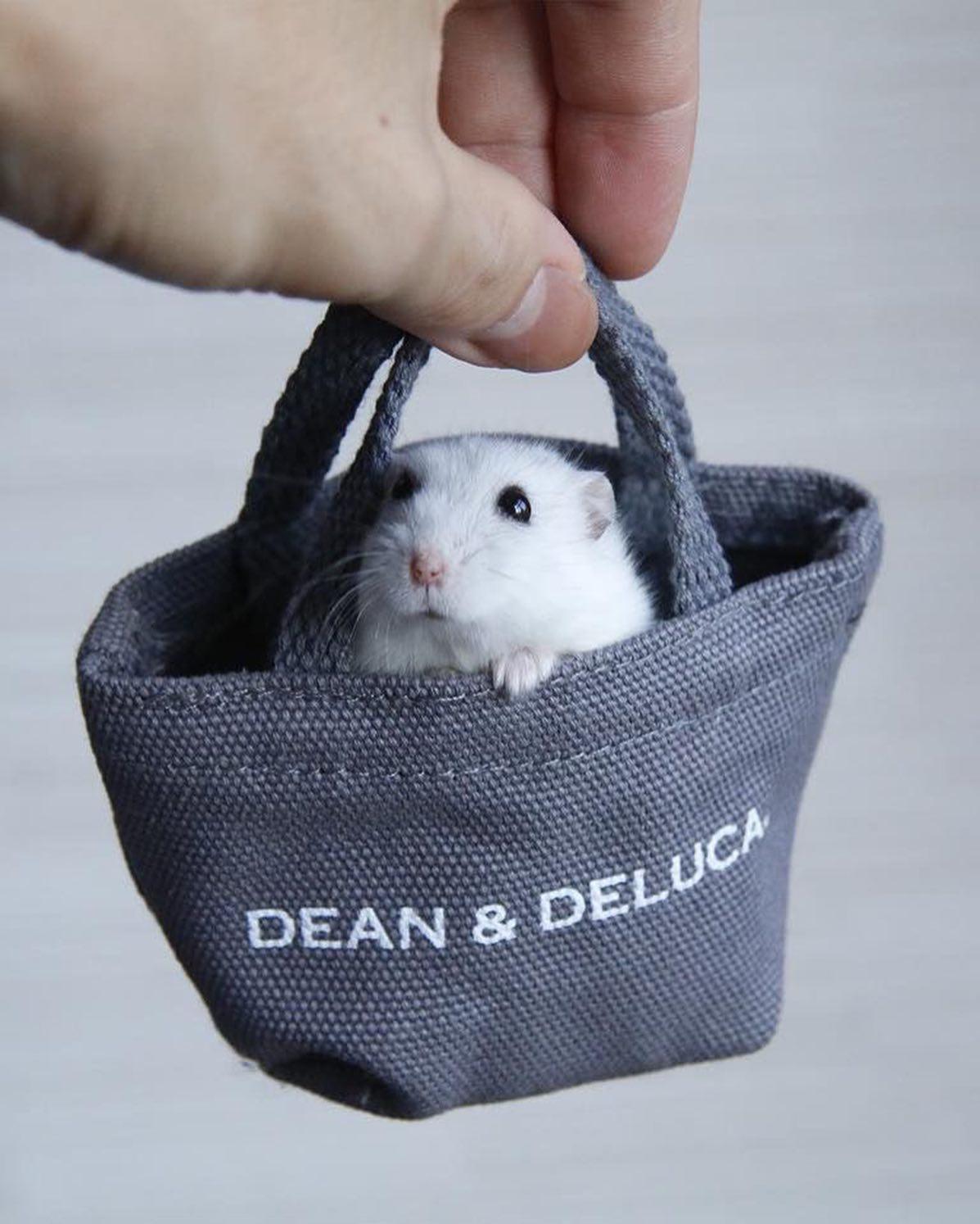 치명적인 햄찌 미니백 🐹👛 이미지5