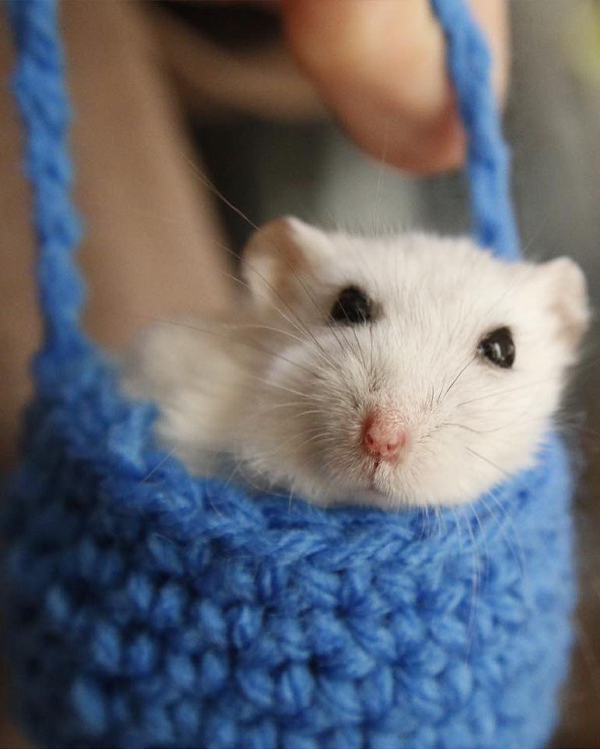 치명적인 햄찌 미니백 🐹👛 이미지7